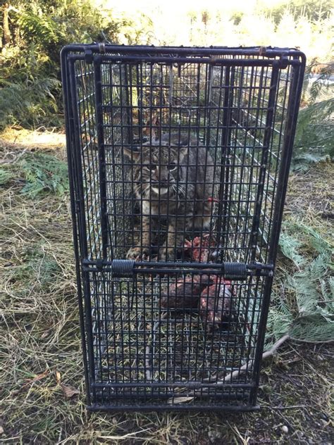 Before you begin to trap feral cats, paws encourages you to consider becoming a caretaker for the cat or cat colony. Bobcats in Comstock Bifold Door Cage Traps in Washington ...