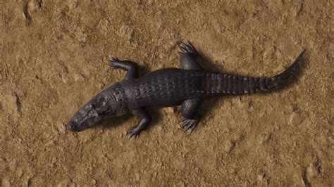 An Alligator Laying On The Ground With Its Mouth Open