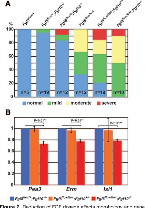 Figure 2 From Role Of Mesodermal Fgf8 And Fgf10 Overlaps In The