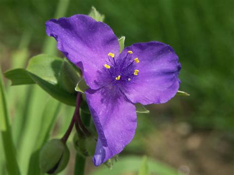 Purple Tri Petaled Flower By Lonelysorceress On Deviantart