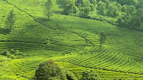 Puncak adalah sebuah tempat wisata pegunungan yang juga masih termasuk kedalam wilayaah kabupaten bogor & cianjur jawa barat. Tempat Wisata Di Puncak Bogor Yg Murah - Tempat Wisata ...