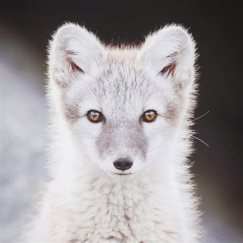 Arctic Fox Vulpes Lagopus Looking At Camera Photoarenanature