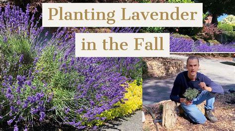 Planting Lavender In The Fall With Pruning Tips No Bald Spots Youtube