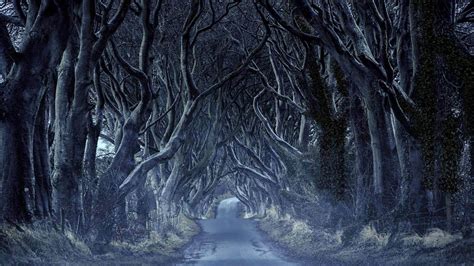 Northern Ireland Road Between Trees Hd Nature Wallpapers Hd
