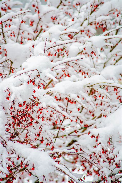 Snowberries Photograph By Barbara Close Fine Art America