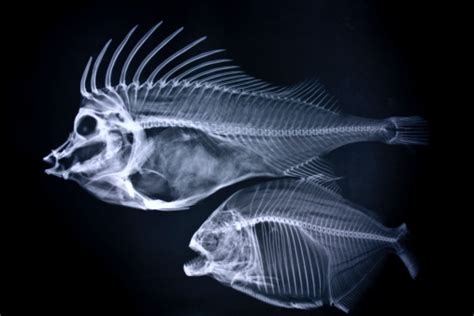 Fishes Xray Stock Photo Download Image Now Istock
