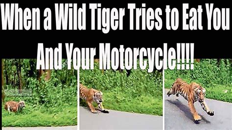 Biker News~when A Tiger Chases Your Motorcycle Youtube