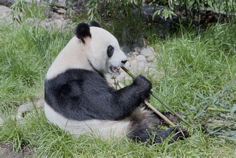 Giant Panda Eating Bamboo Shoots Posters And Prints By Corbis
