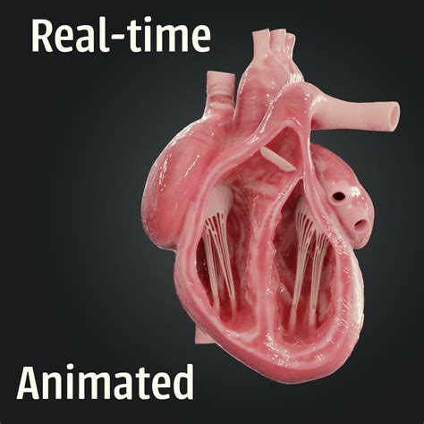 Corazón Humano Realista Animado Médicamente Preciso Modelo 3d 180
