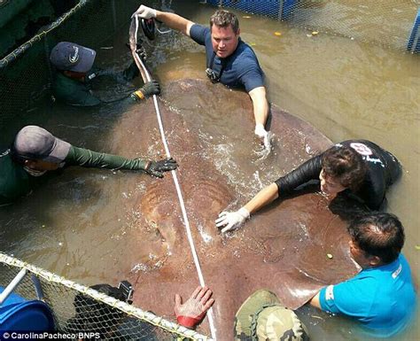 Giant 14ft 800lb Stingray Is The Biggest Freshwater Fish Ever Caught