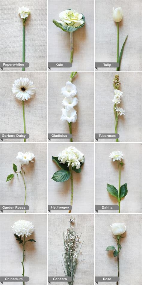 30 Types Of White Flowers With Names Pictures