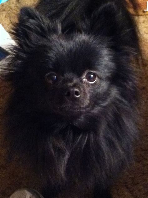 Black Pomeranian Yorkie Mix Pets Lovers