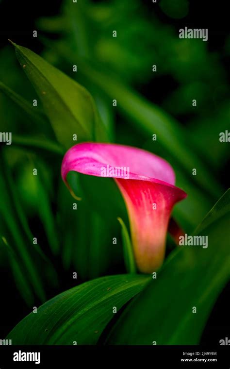 Pink Calla Lily Against Green Background Stock Photo Alamy