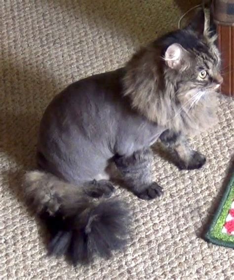 Cats With Lion Cuts