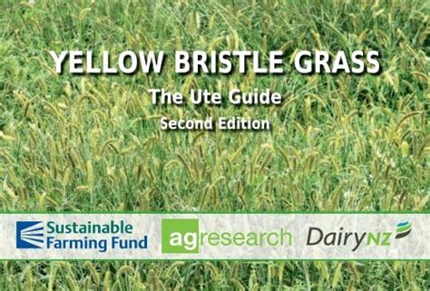 Yellow Bristle Grass Ute Guide