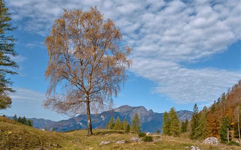 Download Wallpaper 3840x2400 Tree Mountains Grass Sky Autumn 4k