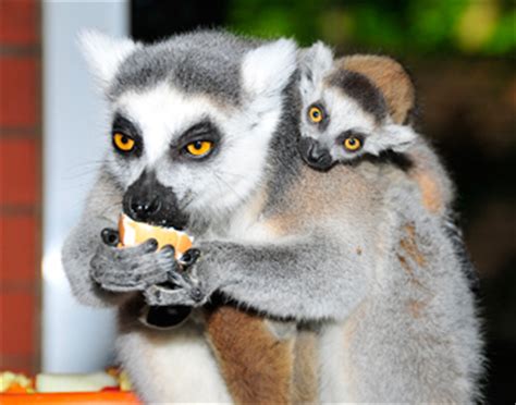 He works in fort pierce, fl and 4 other locations and specializes in gastroenterology and internal medicine. Katta | Zoo - Eberswalde - Förderverein