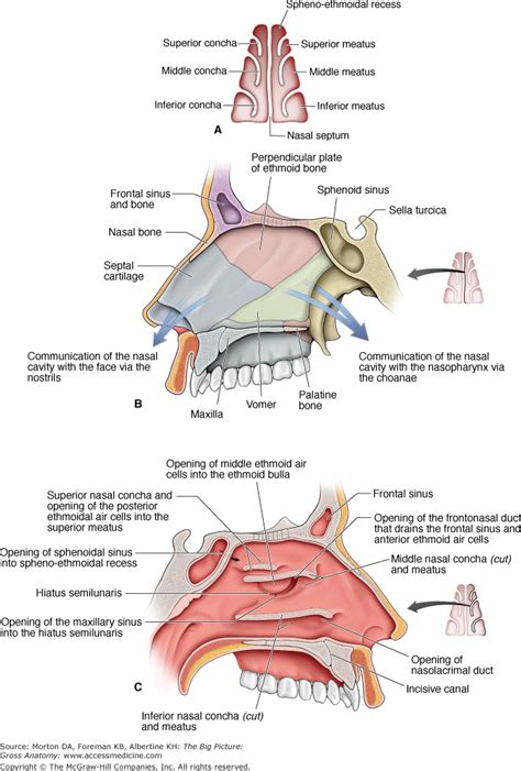 Nasal Passage Anatomy Anatomical Charts And Posters