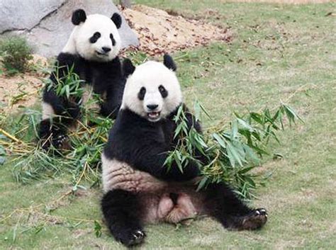 Seven Star Park Pandas Eating Bamboo Guilin Seven Star Park Travel