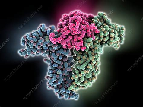 Human Growth Hormone Molecule Stock Image C0139623 Science Photo