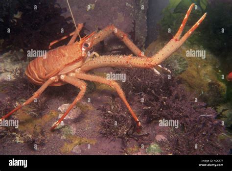 Long Clawed Squat Lobster Munida Rugosa Jersey Channel Is Uk Stock