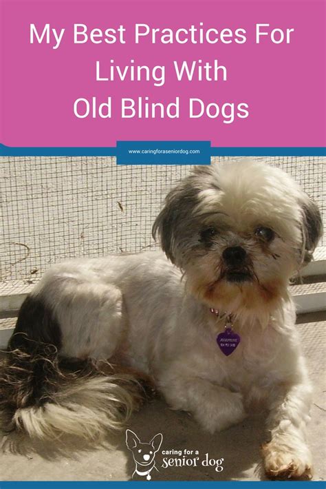 How To Care For A Blind Dog Caring For A Senior Dog