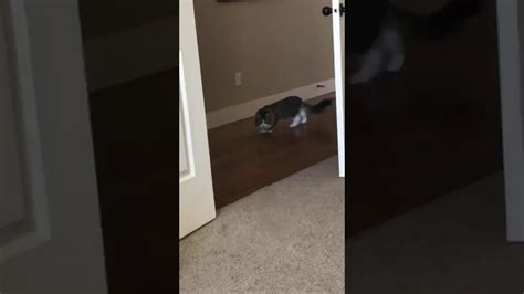 Cat Sneaking Up Youtube
