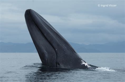 Extremely Rare Photo Of A Blue Whale Spyhopping By Ingrid Visser R