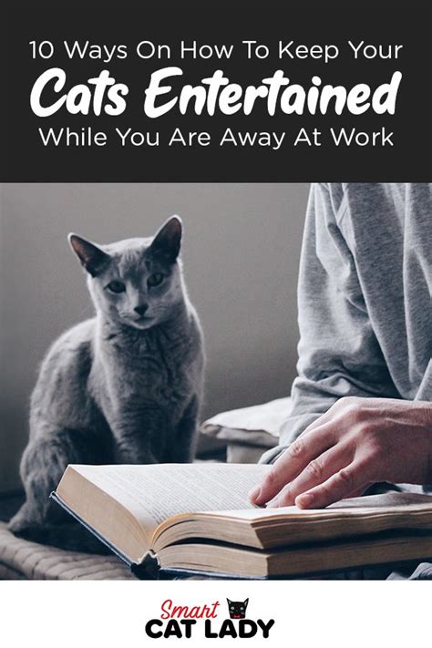 10 Ways On How To Keep Your Cats Entertained While You Are Away At Work