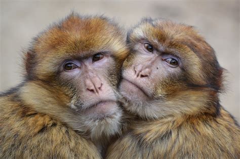Papeis De Parede Macaco Dois Focinho Abraço Animalia Baixar Imagens