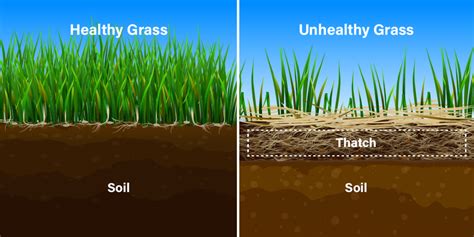 When And How To Dethatch Your Lawn Lawnstarter