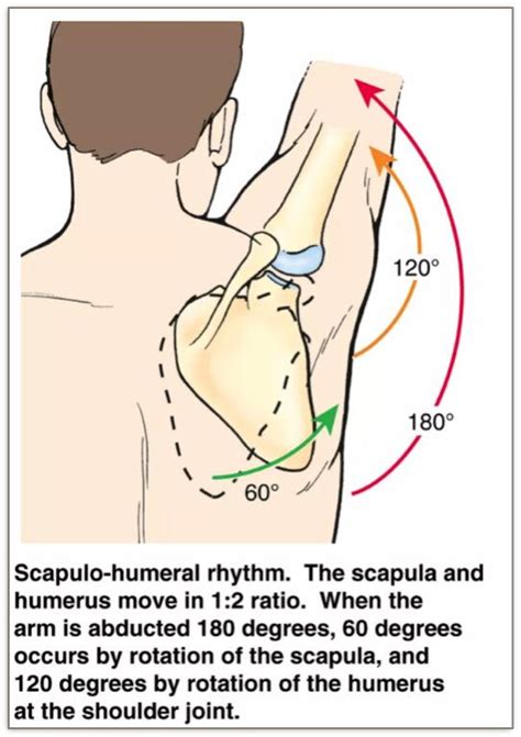 We did not find results for: Master Class: The Shoulder | Shoulder anatomy, Shoulder ...