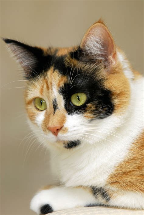 Awesome Facts About Calico Cats That Are Sure To Blow Your