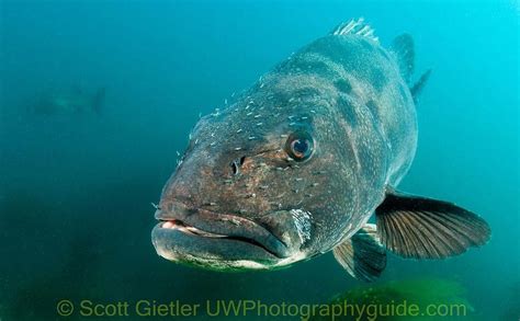 Giant Black Sea Bass Fishingphotography Fishing Photography Sea