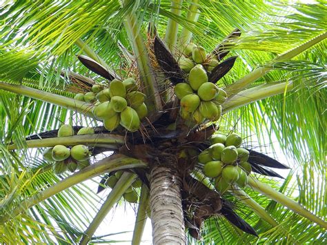Hd Wallpaper Low Angle Photo Of Coconuts In Coconut Tree Coconut Palm