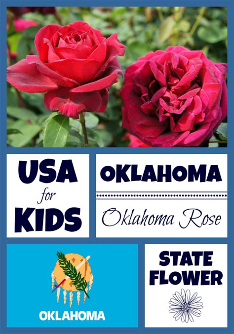 Oklahoma State Flower Oklahoma Rose By Usa Facts For Kids