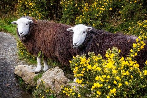7 Brown Sheep Breeds Perfect For Your Flock