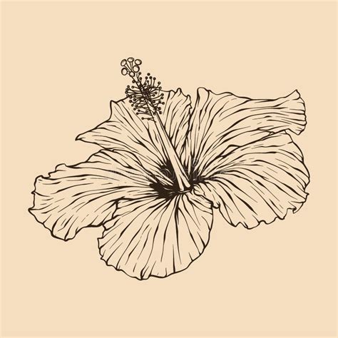 Hibiscus Flower Vector Illustration With Line Art Stock Illustration