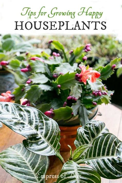 You should never have a schedule for watering them. How Often Should I Water My Houseplants? | Plants, Water ...