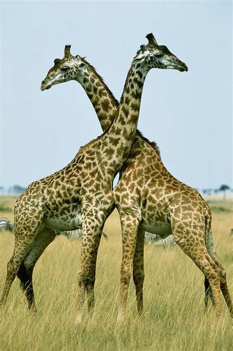 Two Masai Giraffes Giraffa Photograph By Art Wolfe