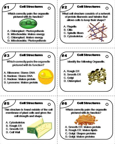 Cell Organelles Task Cards Teaching Resources