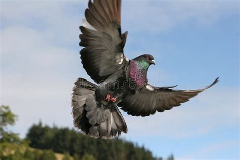 Pigeon In Flight Stock Photo Image Of Flight Flying 16757102