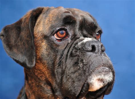 Boxer Dog Relaxing Stock Photo Image Of Missing Lovable 274088