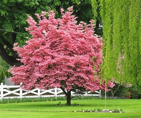5 цветущие семена pink dogwood cornus tree. Flowering Pink Dogwood by Lainey Dyer