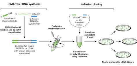 Cdna is also known as the complementary dna, produced after the reverse transcription of rna by the enzyme reverse transcriptase. Sinapse Biotecnologia - In-Fusion® SMARTer® Directional ...