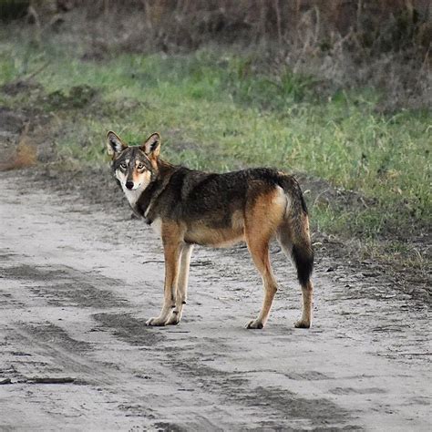 Wolf Coyote Dog Hybrid