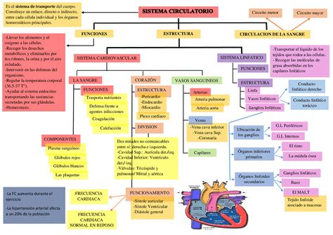 Mapa Mental Del Aparato Circulatorio Humano Geno Aria Art The Best