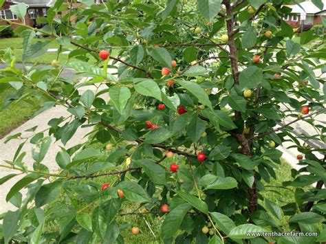 The Cherry Tree Guild and Natural Pest Control | Tenth ...