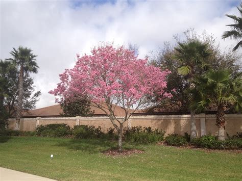 Flowering Trees In Southern Florida Best Flowering Trees For South