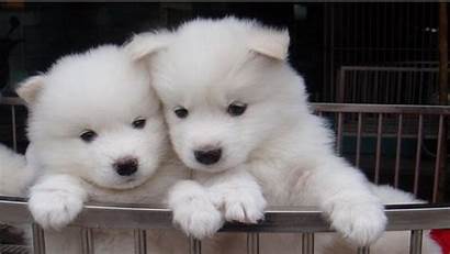 Samoyed Puppies Puppy Dog Dogs Wallpapers Adorable